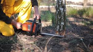 Best Arborist Consultation Services  in Prudhoe Bay, AK