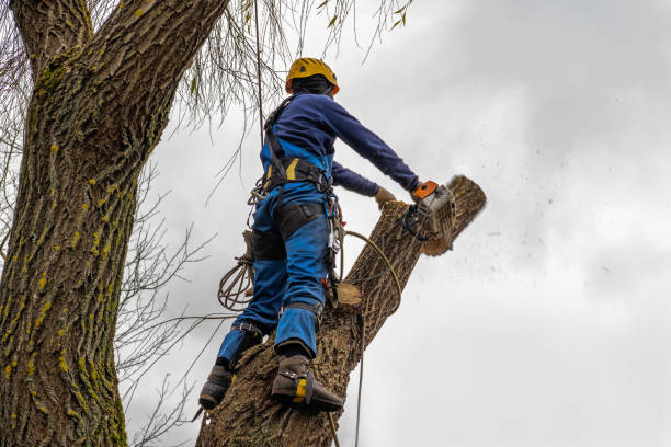 Best Tree Mulching  in Prudhoe Bay, AK