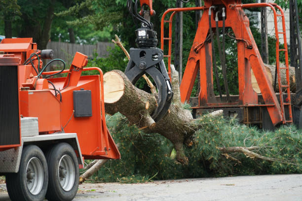 Best Hazardous Tree Removal  in Prudhoe Bay, AK