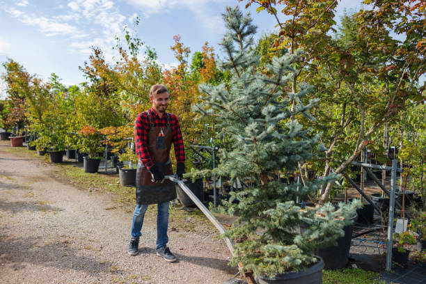 Best Root Management and Removal  in Prudhoe Bay, AK